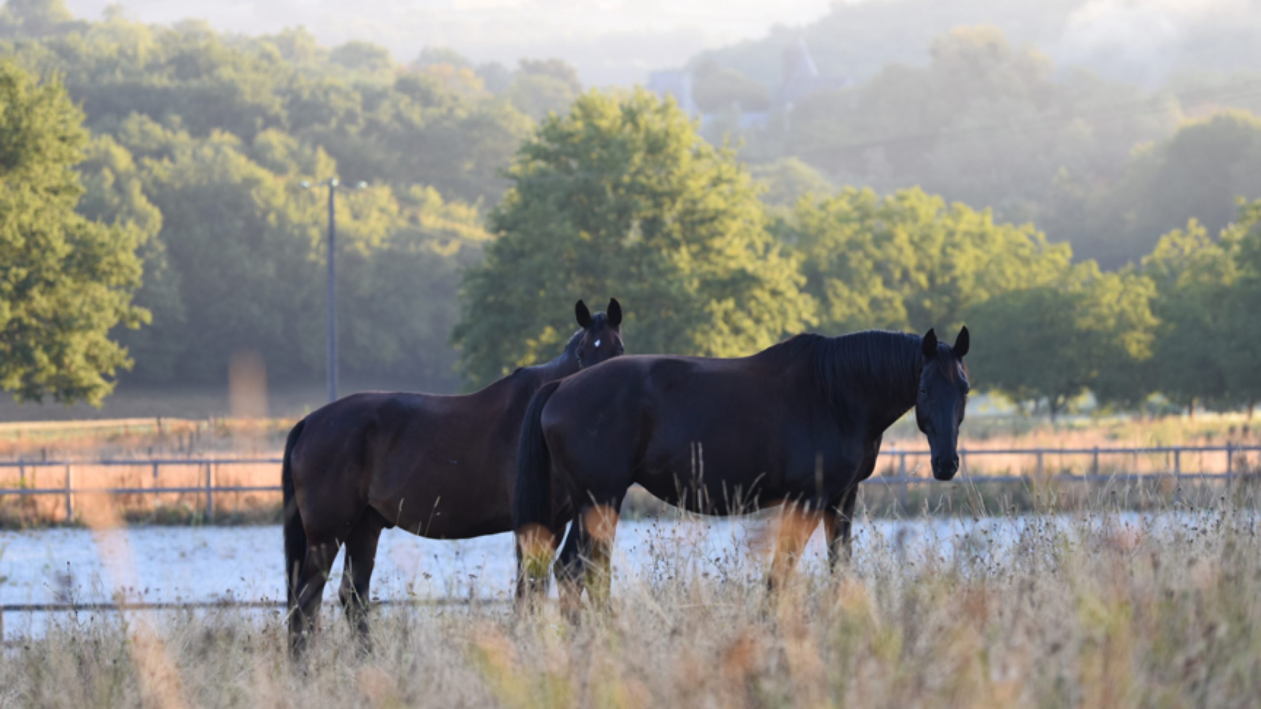 Chevaux à l'Oasis de l'Aube