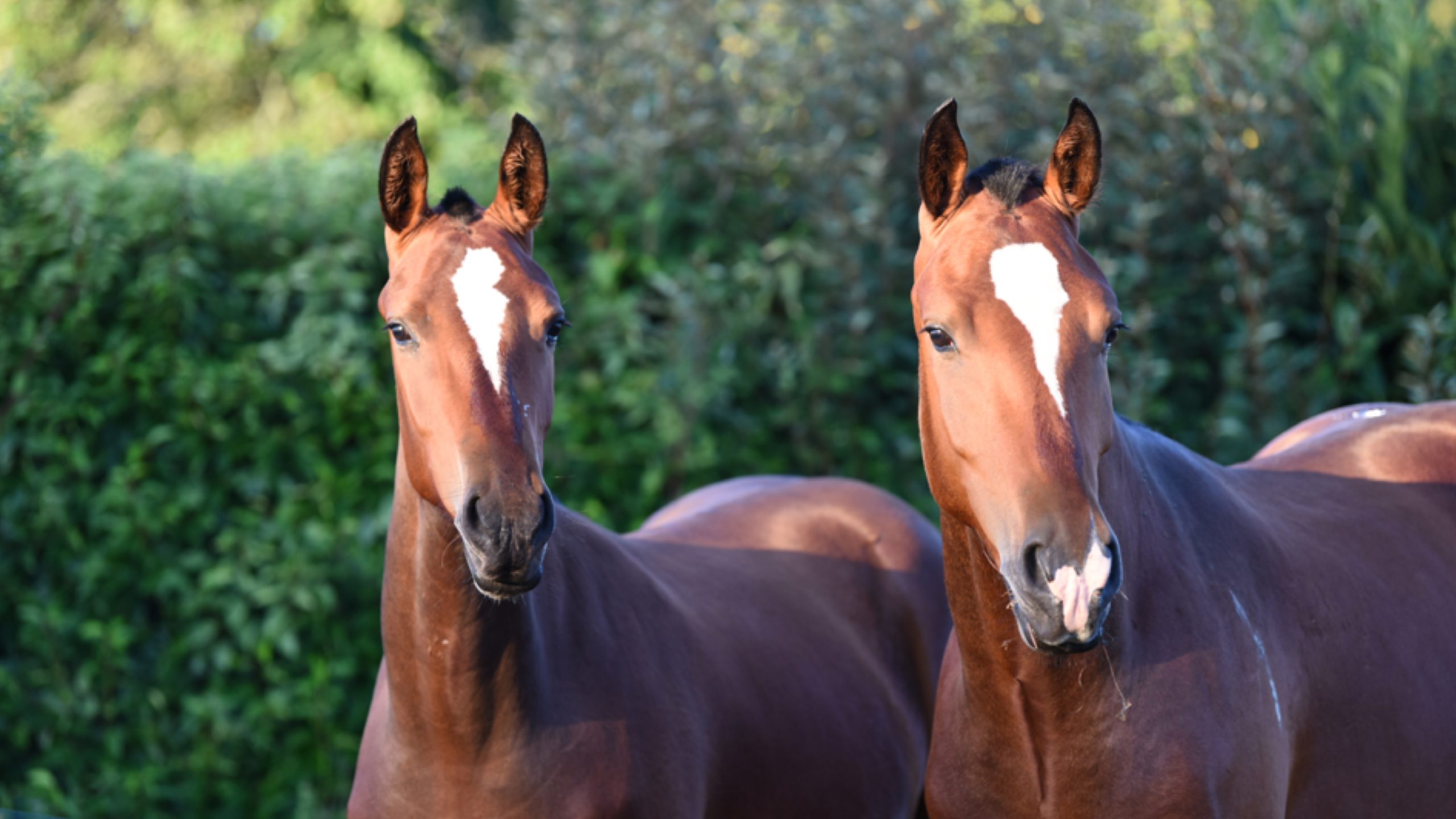 Chevaux à l'Oasis de l'Aube
