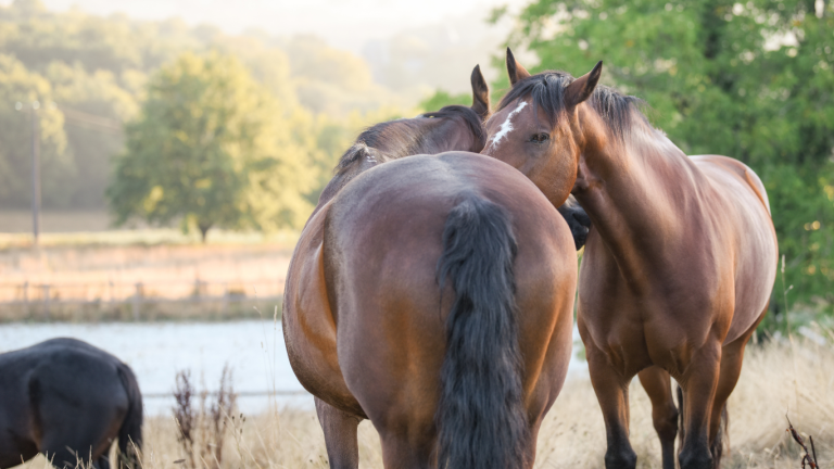 Observez nos chevaux dans les vastes patûrages de l'Oasis ou faites leur rencontre lors d'un moment partagé durant nos prestations